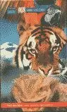 ABRE LOS OJOS TIGRE PACK (3) ABRE LOS OJOS TIGRE PACK (3)
